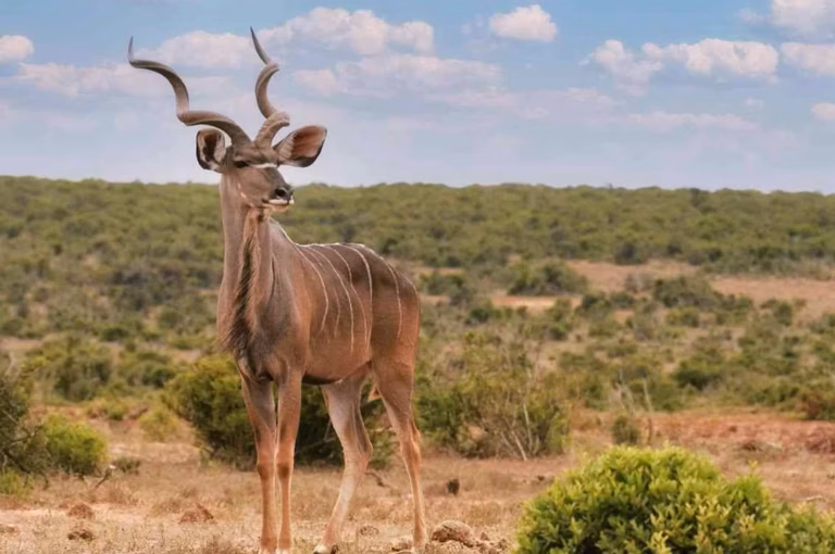 Antilope d afrique : Antilope d’Afrique : espèces et caractères